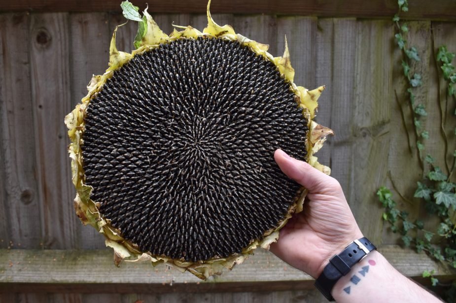 Sunflower's Travels