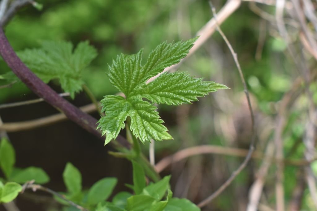 A leaf of wild hops