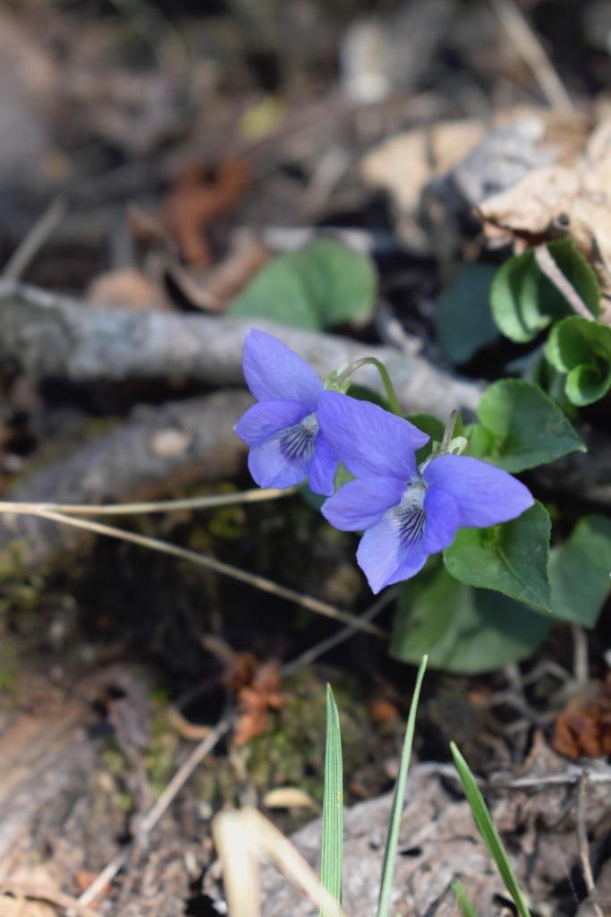 wood violet flower in the forest