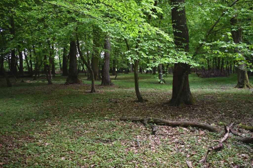 Forest