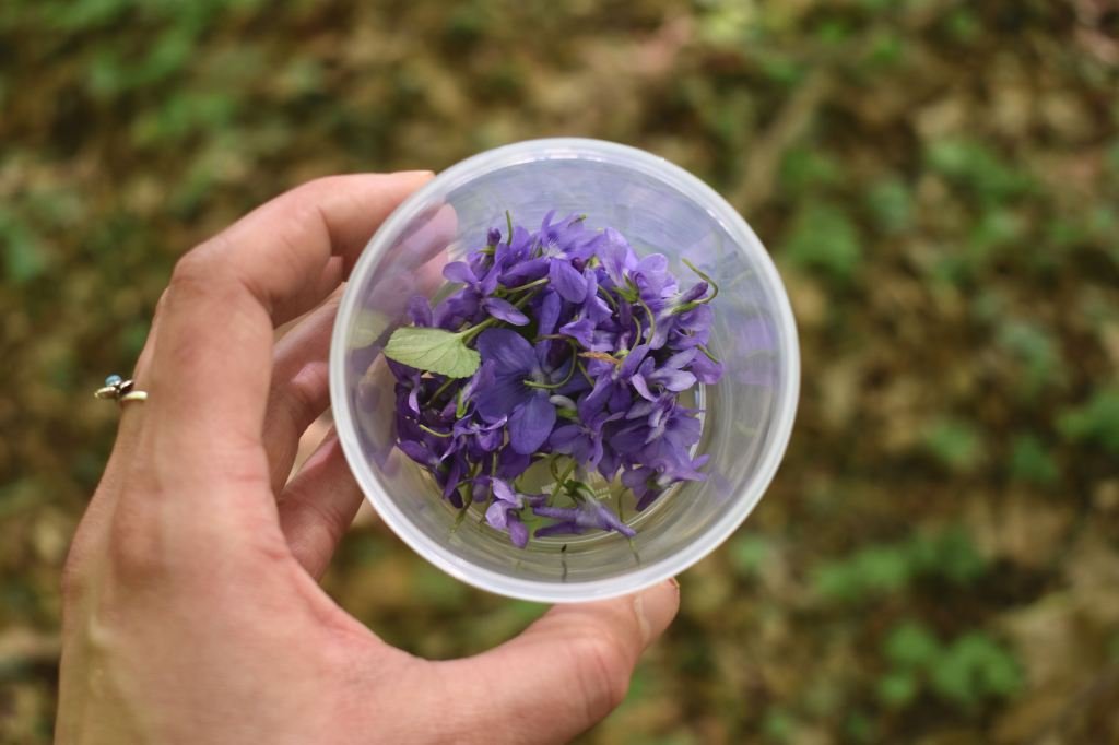 Wood violets